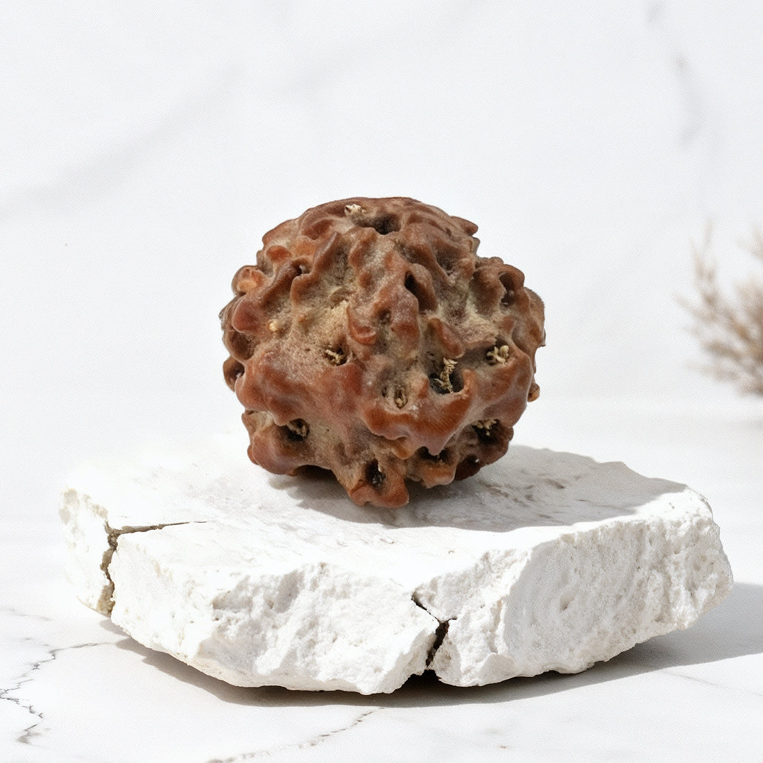 Siddh Nirakari Rudraksha